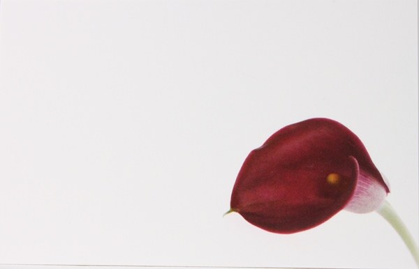 Picture of Florist Cards Small Calla x 50pcs